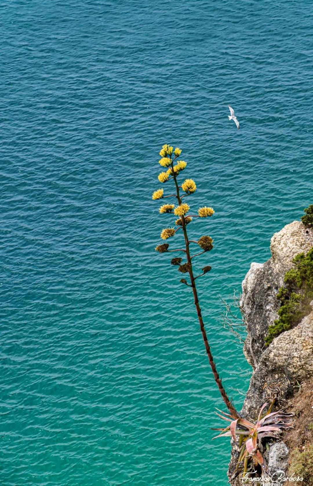 Maresia Villa Mar Nazaré Eksteriør bilde